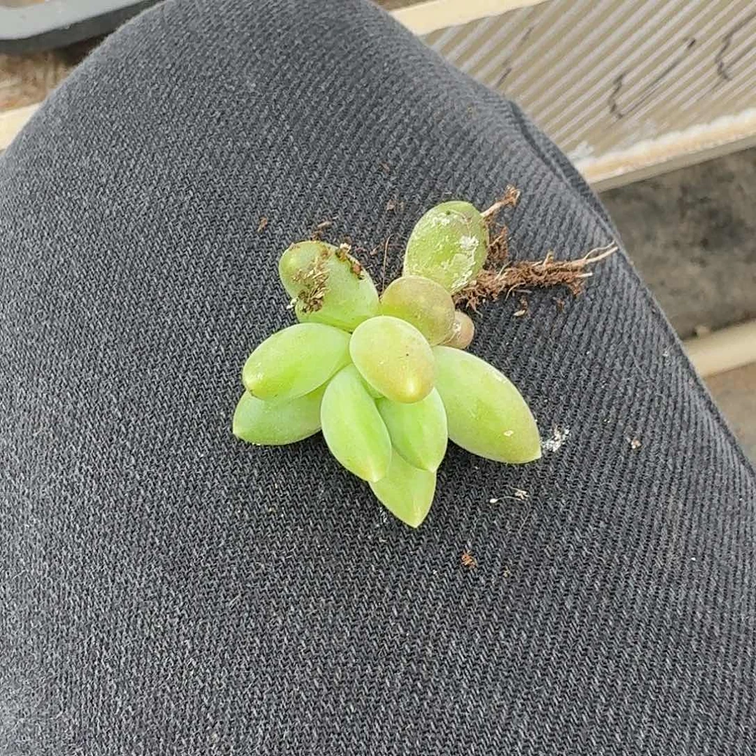 蓝眼睛苗。    多肉。