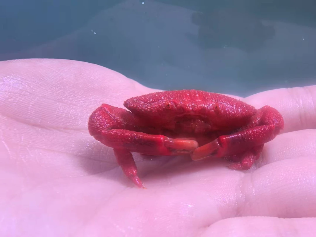 海洋生物草莓蟹黑甲武士蟹爱洁蟹美人虾小龙虾假绵羊虾医生机械虾
