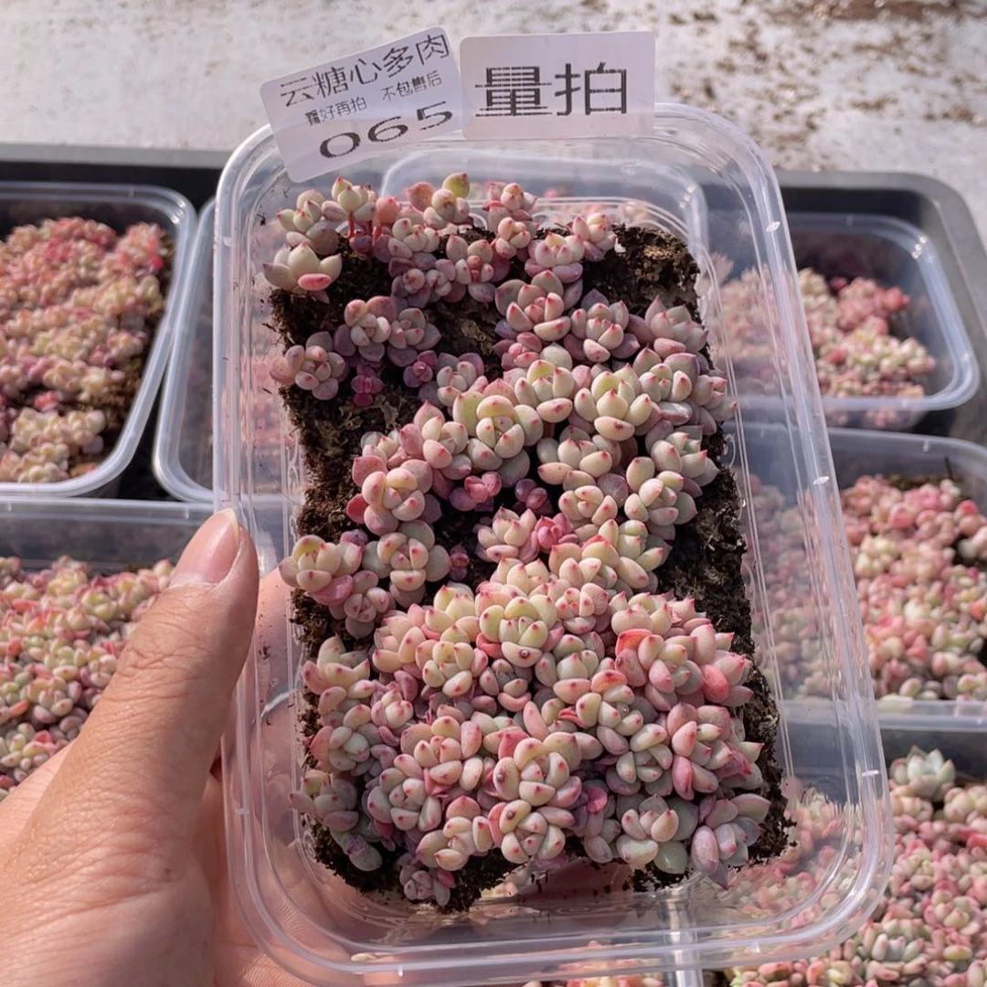 云糖心多肉植物65
