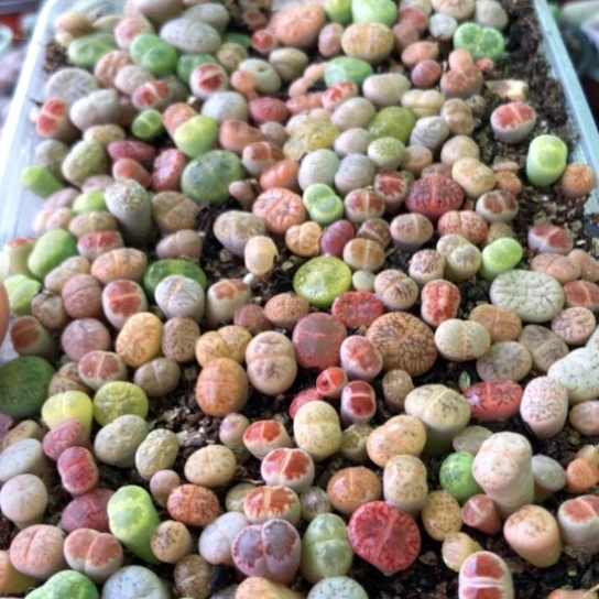 2004，优选彩色小苗r t