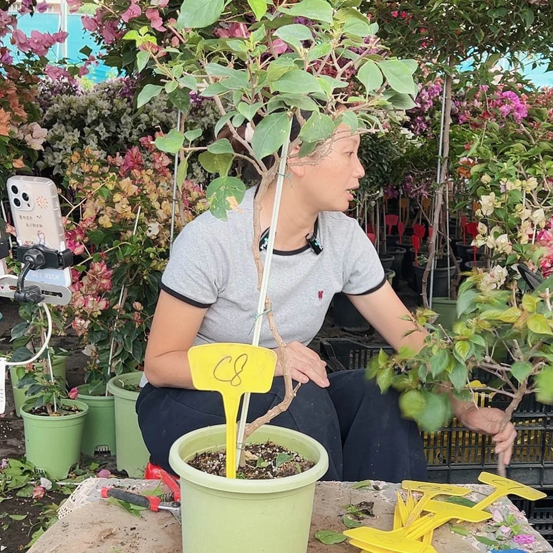 南****大部分花苞少量开放C8暗斑丽人