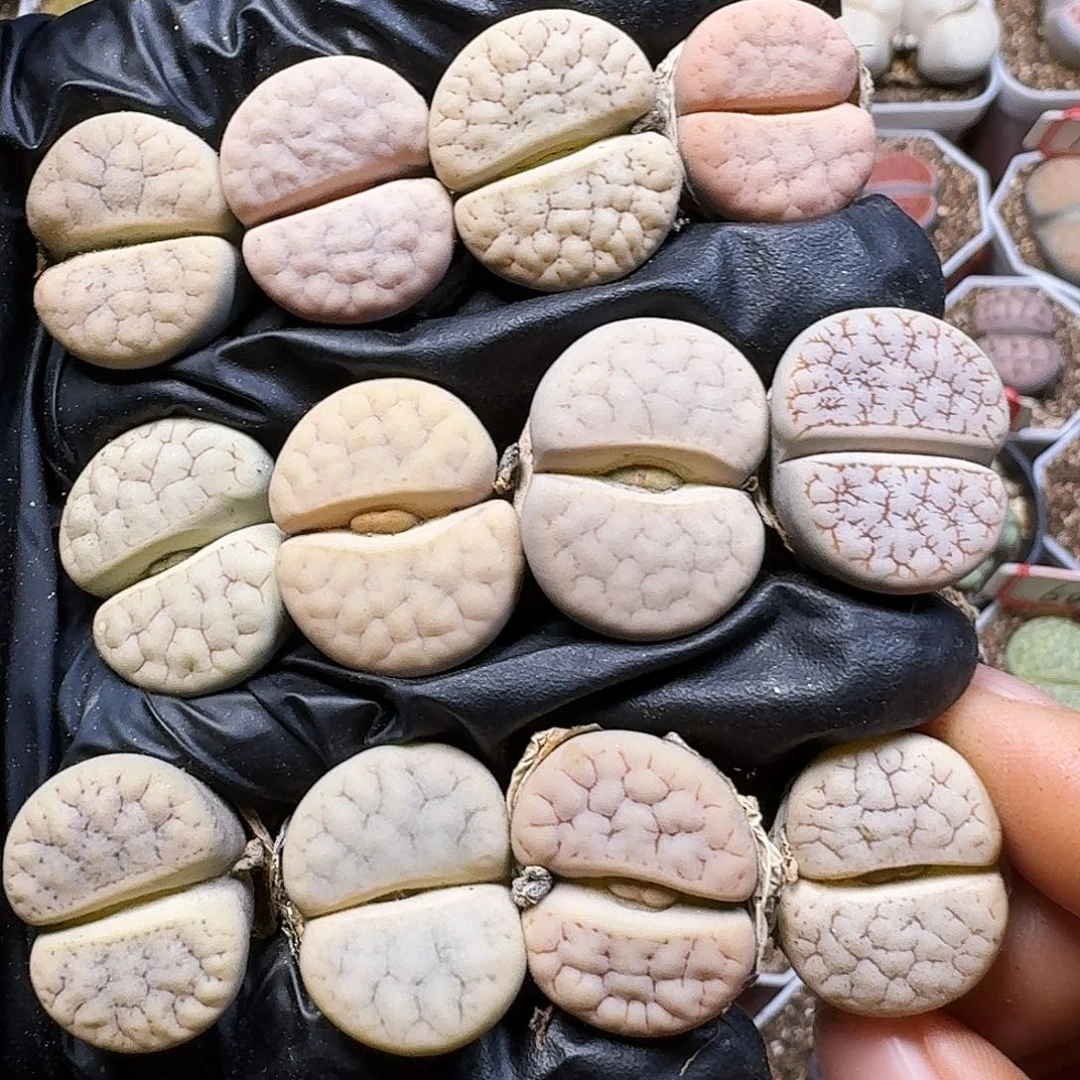 生石花111111。   297