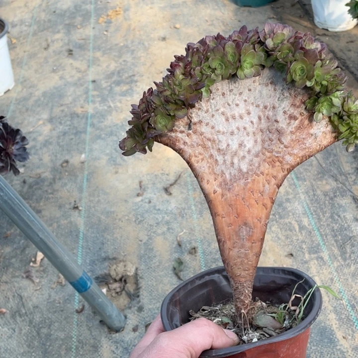 14万圣节缀多肉植物多肉多肉多肉