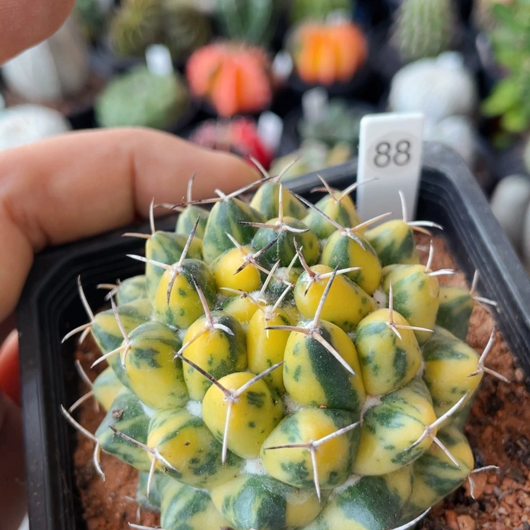 仙人球满28包邮盆口径5公分魔象锦6公分