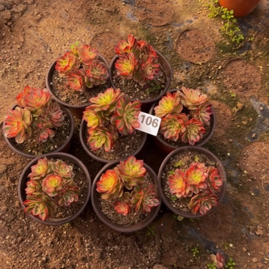 荔枝迷你8棵3号棚106