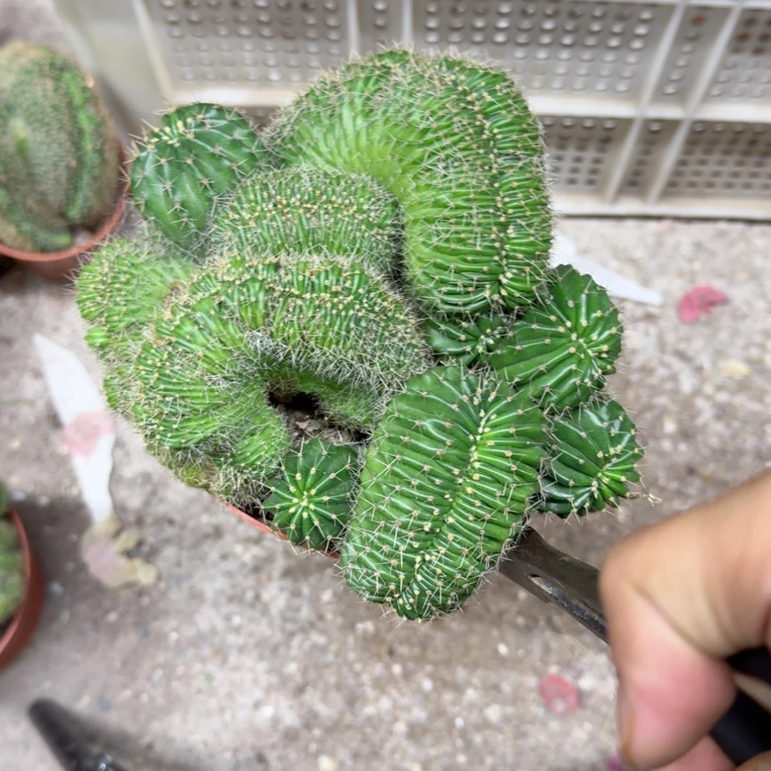 小***贝无花朵彩草哈哈哈哈哈哈哈哈哈