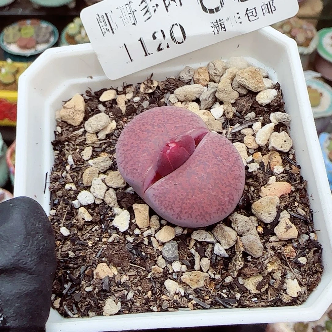 生石花满18包邮1120-66