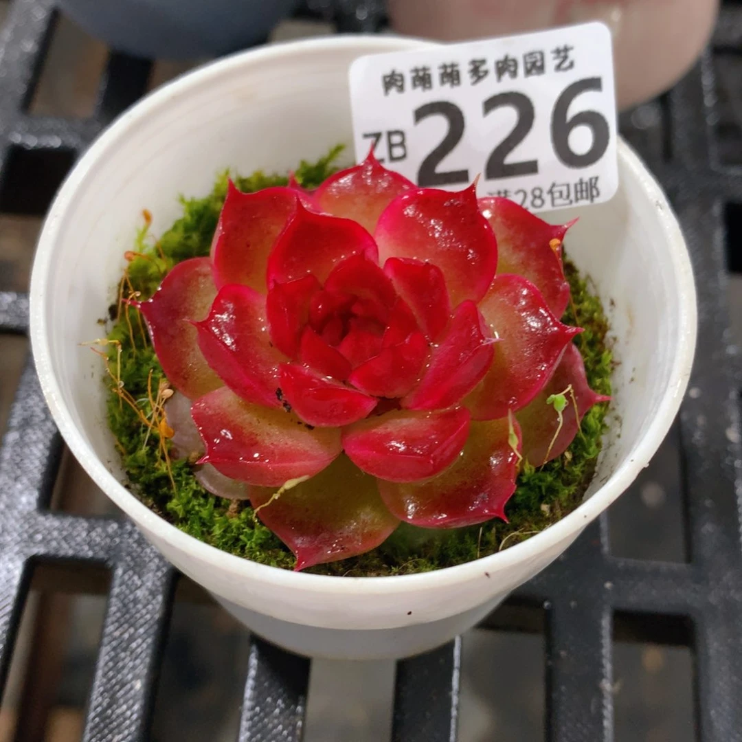 肉萌萌拇指盆精控多肉ZB226