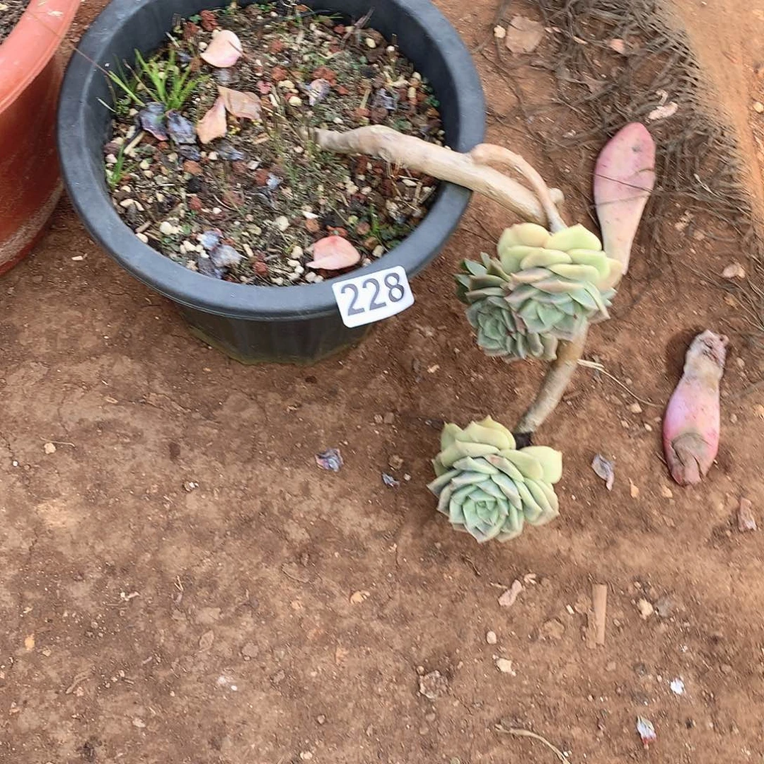 228可爱玫瑰 一物一拍多肉