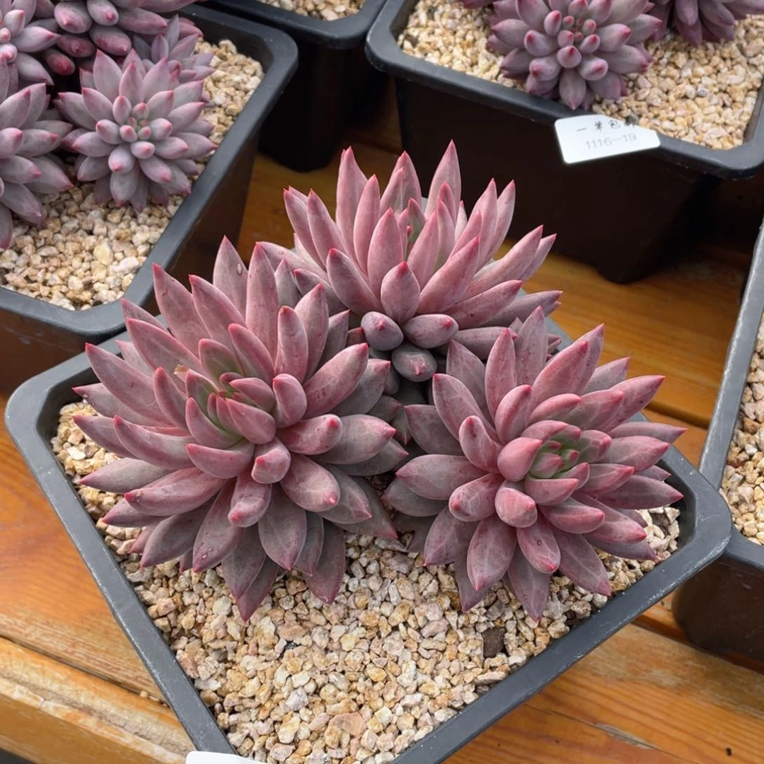 1116-20-虞。。，。。，，