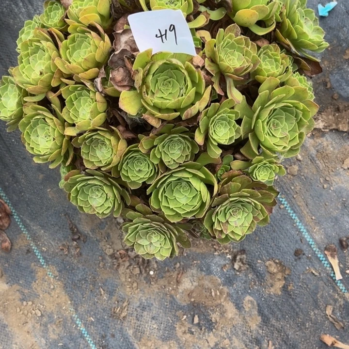 419多肉植物法师老庄