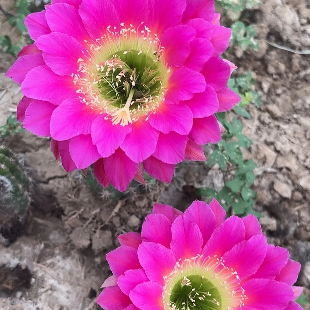 3-274带根20包邮仙人球