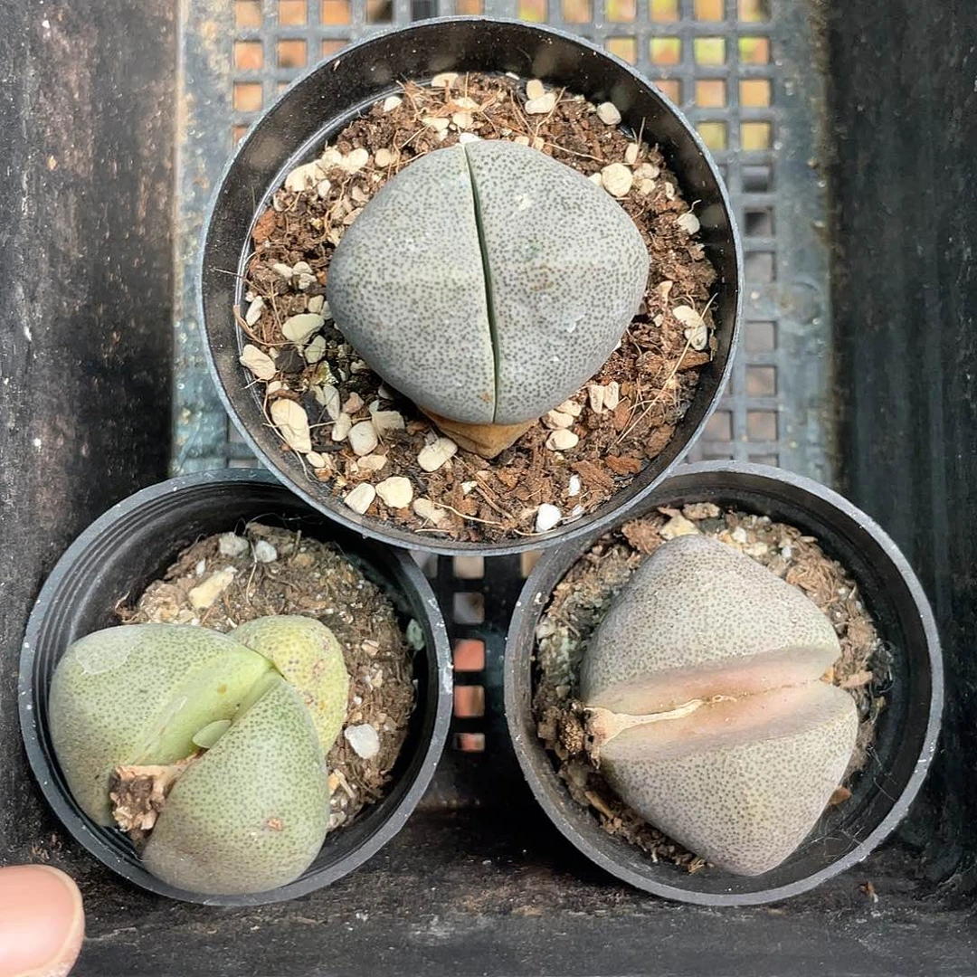 1956大棚清仓甩卖了