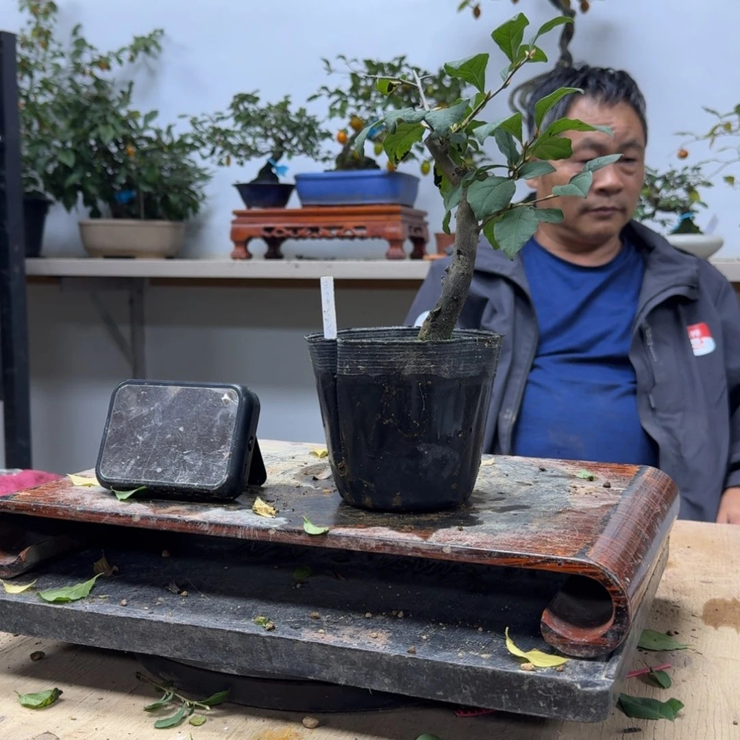 用***9无花朵401顺丰到付