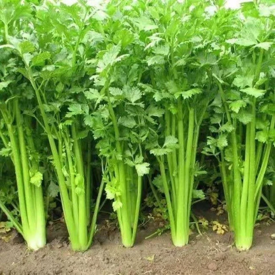 阿超集市优选 芹菜
