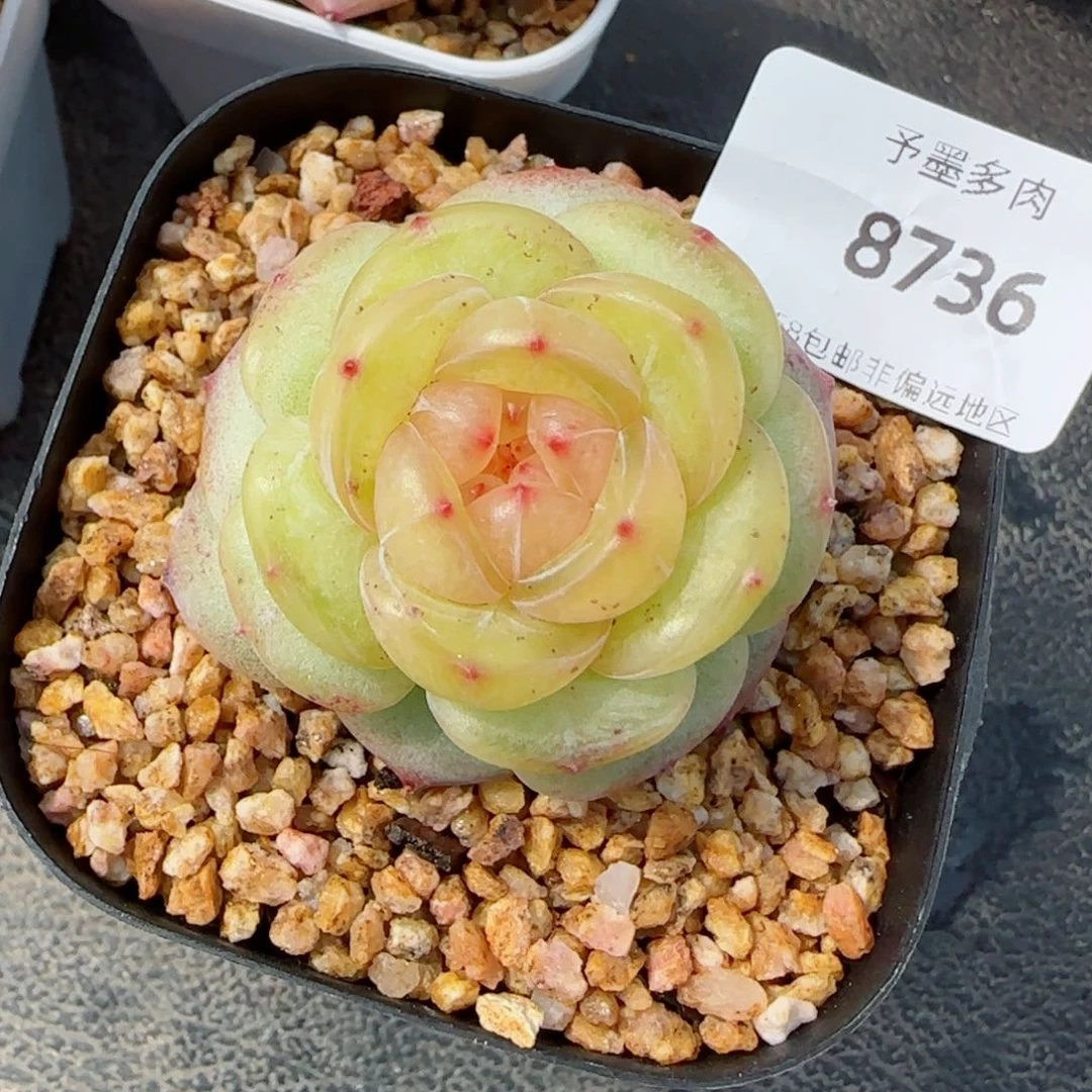 编号珍妮，8736多肉植物