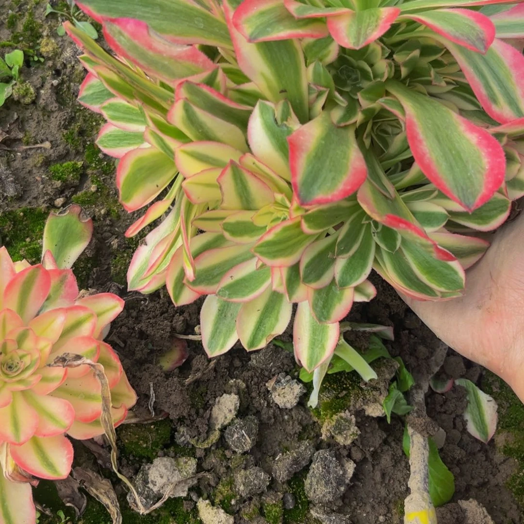 香妃多肉植物捧花的