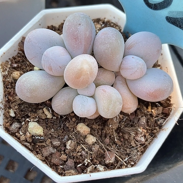 多肉植物蛋黄奶502