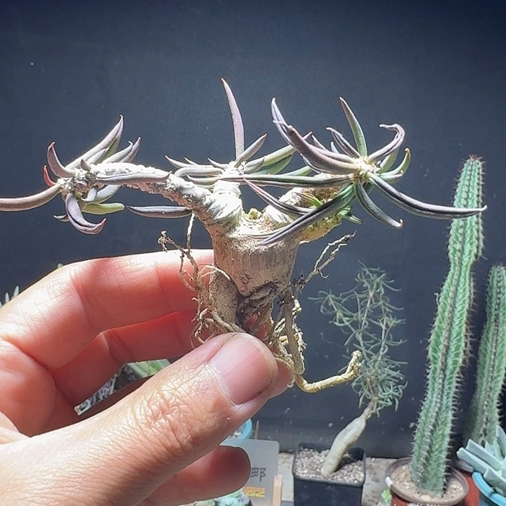 142雀舌麒麟脱土发货