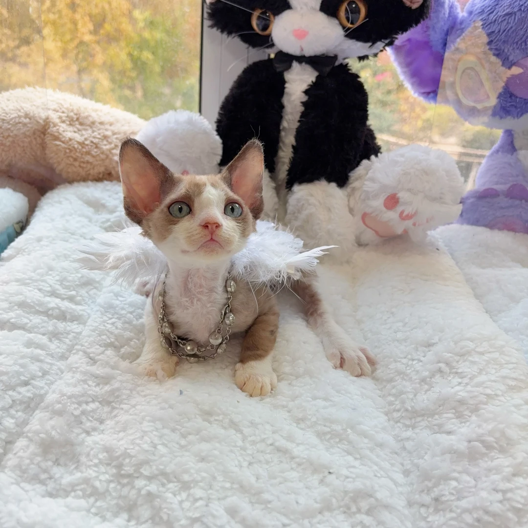 重点色正开脸弟弟