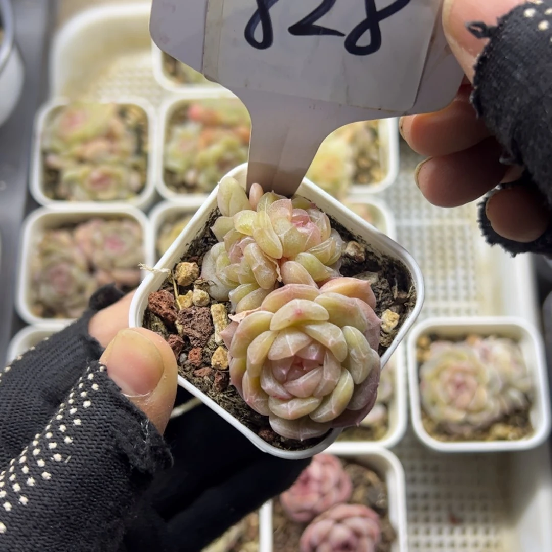 红陶佳*玲828号多肉植物