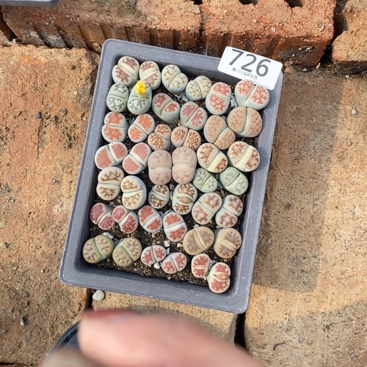 ****…生石花等植物的生长发育726