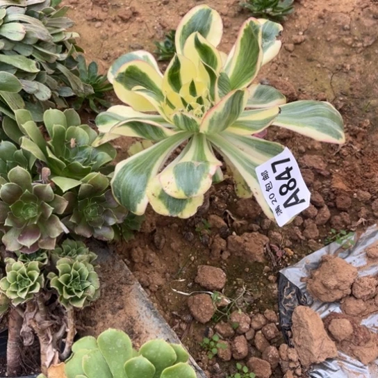 小***虫847燕子锦不包断枝