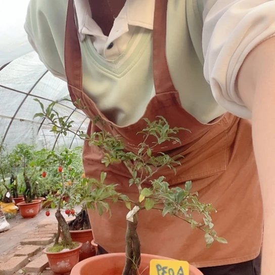 品***诺无花朵金弹子6666