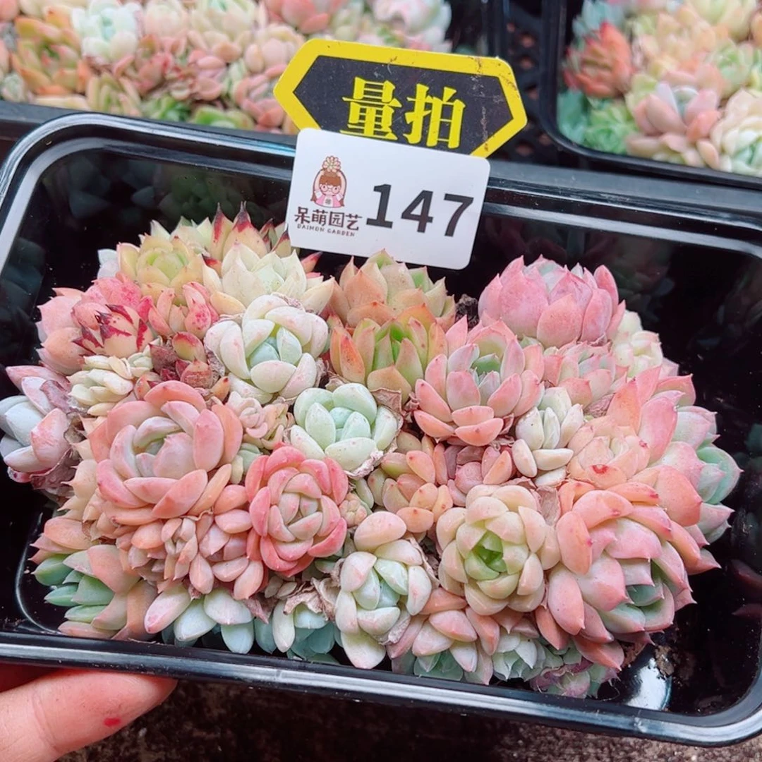 多肉植物多肉植物