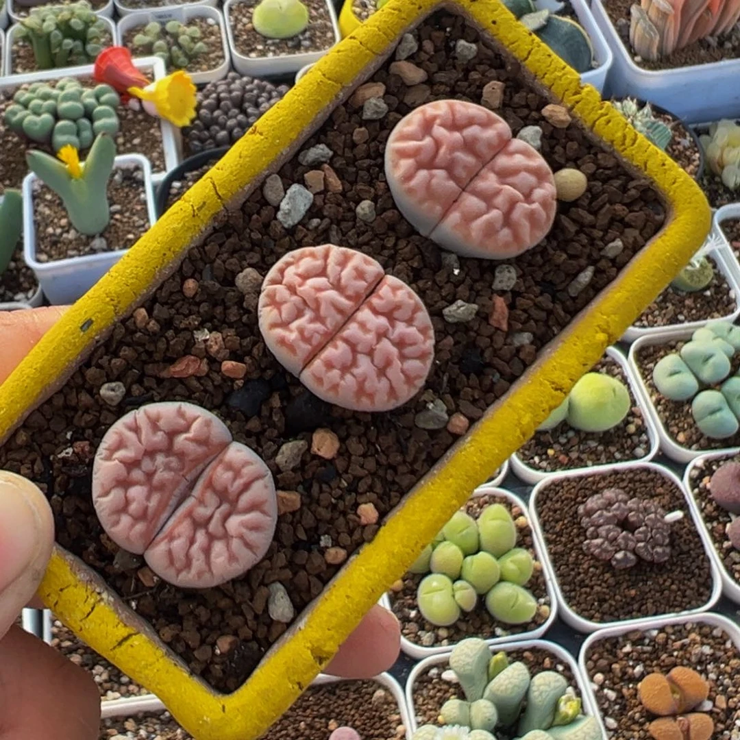 196多肉植物三棵不含盆