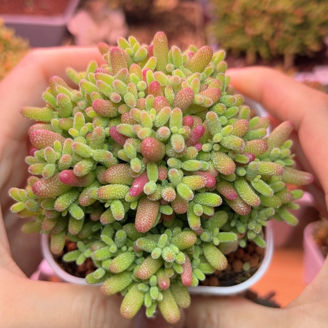 048蜜桔可爱多肉植物