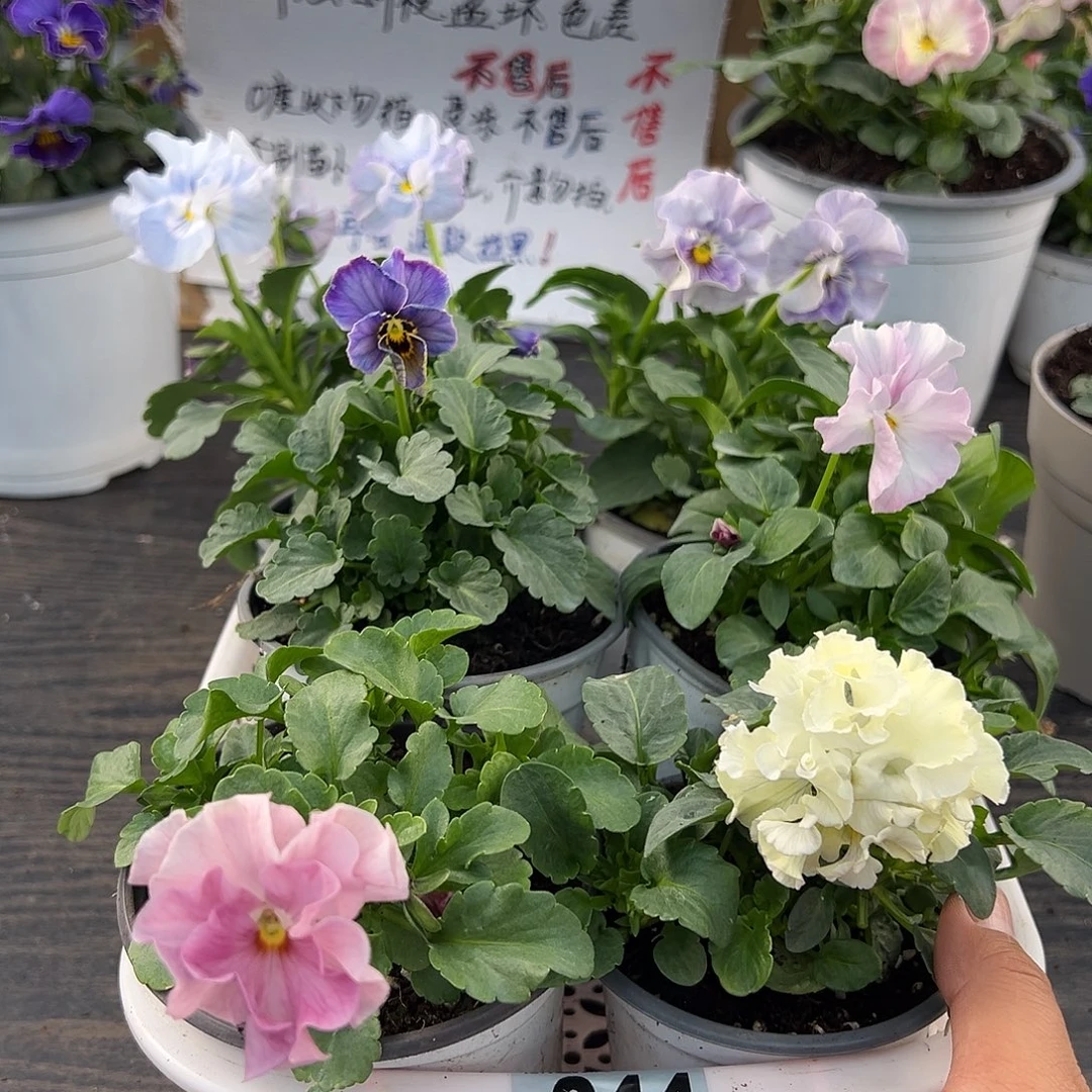 大部分花苞少量开放044号