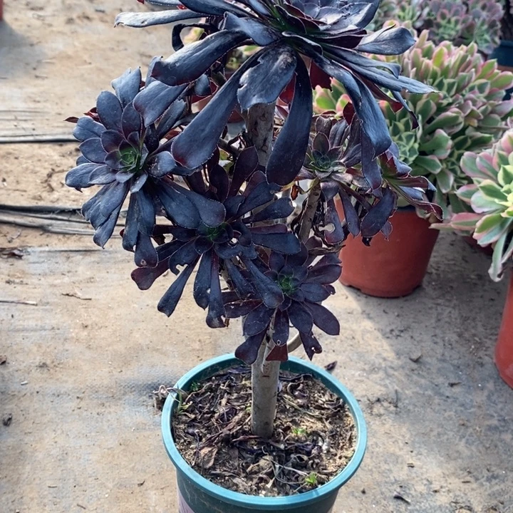 墨法70多肉植物法师