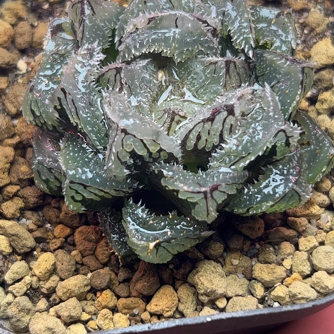 魔刺巨大化十二卷多肉