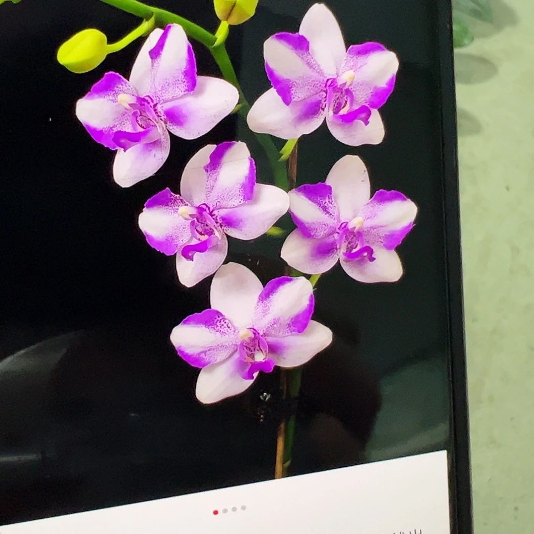 当前无花栽培后可以开花苗子紫水晶凑单发货一颗不发货