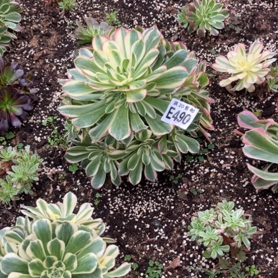 490海仙法师不包断枝