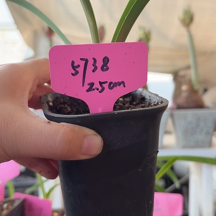 无花朵5738 朱顶红2.5