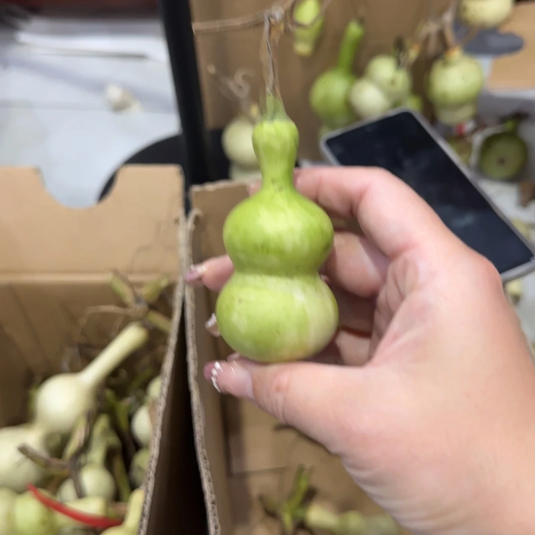 青皮不包成，，，，，，，，，，，，，