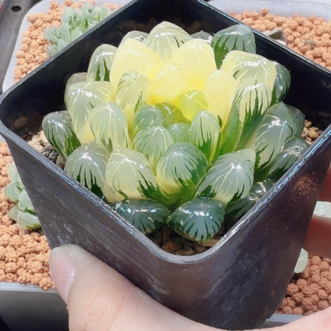 十二卷实生冰灯锦福利