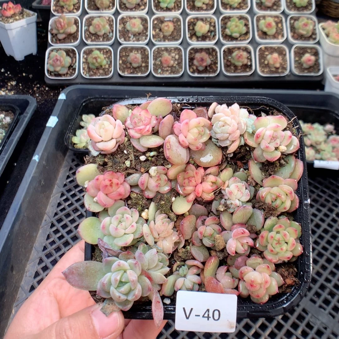 无花朵V40钻四珍妮