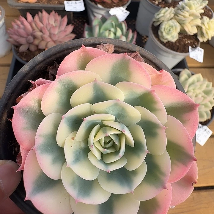 玉碟锦11111元4-68