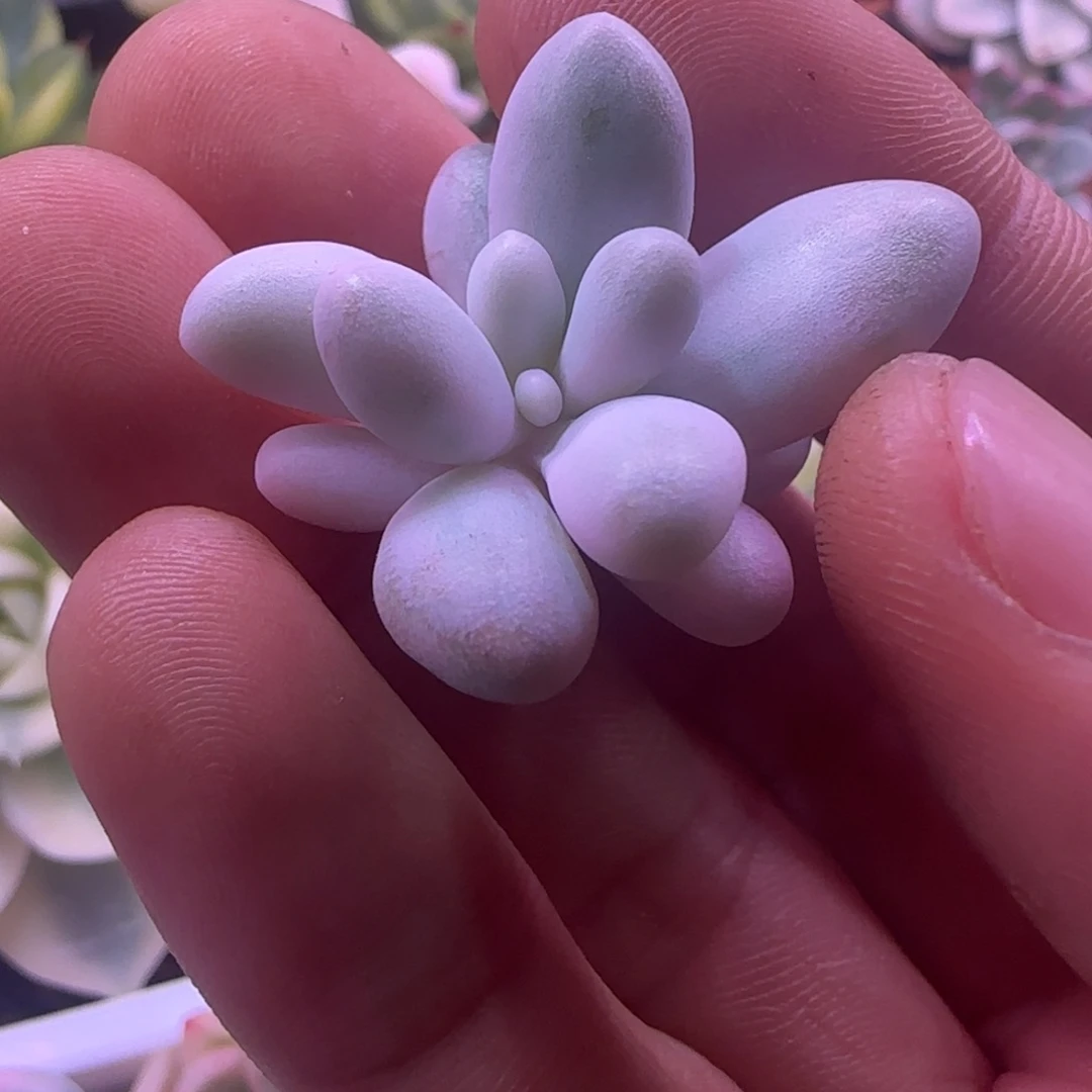 蝈*蝈蝈 多肉植物锦