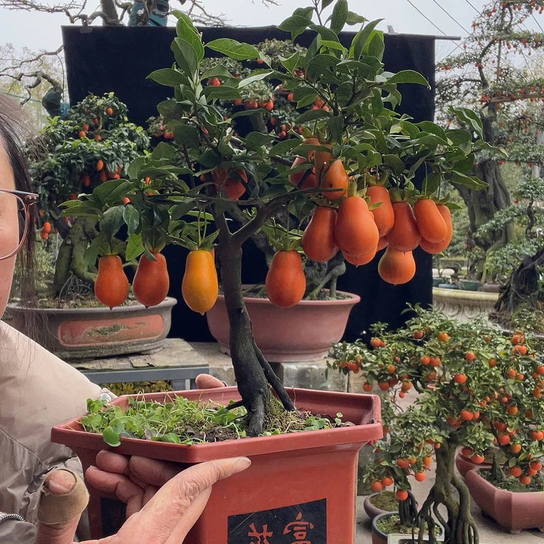 金弹子盆景喜欢的来