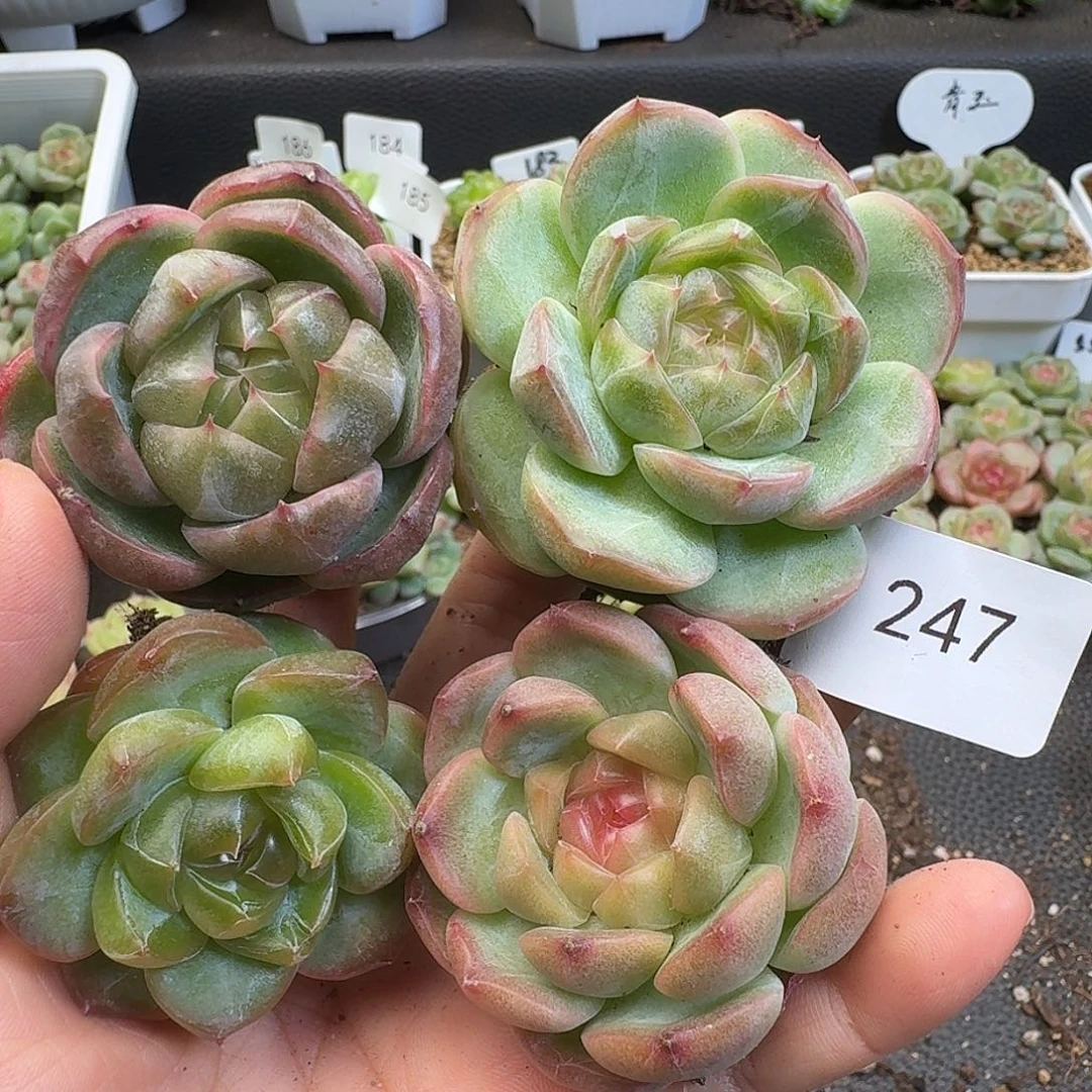 一物一拍一物一拍918-247