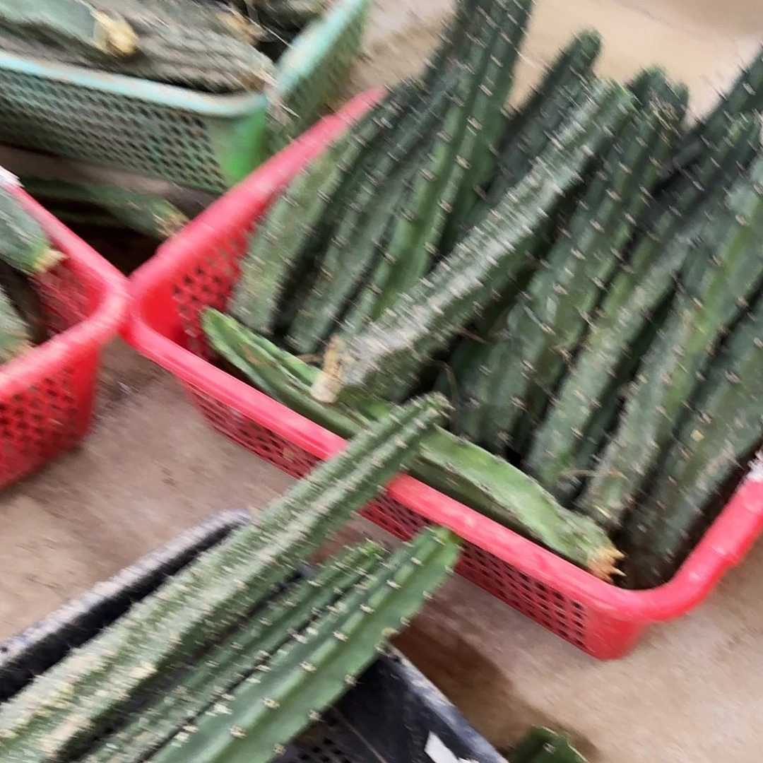 10颗袖普瘦瘦侧牙20包邮仙人球