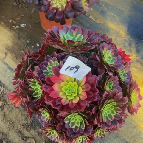 朝霞朵朵多肉植物一物一拍109多肉