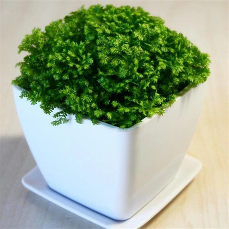 [绿地球]绿化盆栽家庭观赏