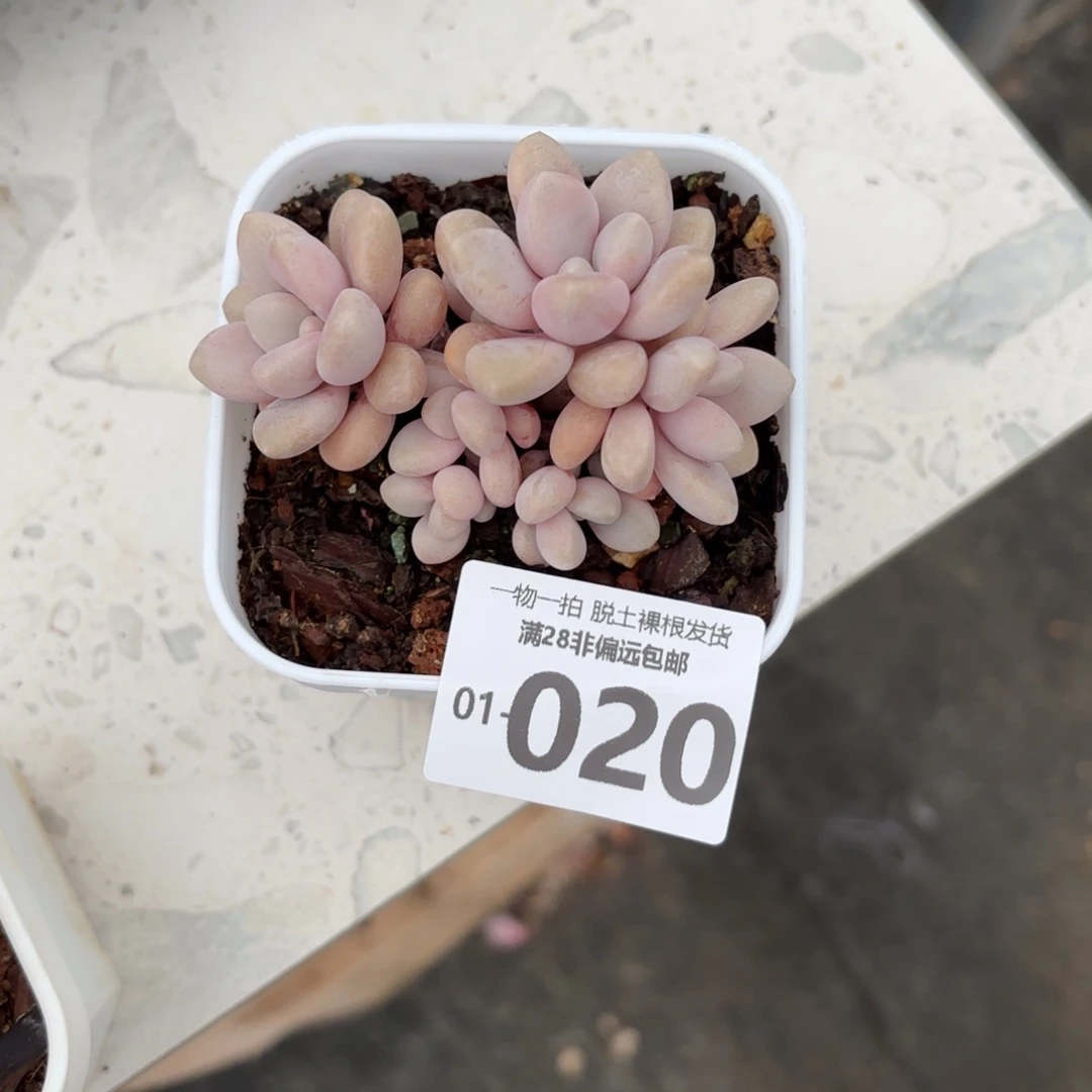 ?**好艾伦小群多肉多肉多肉