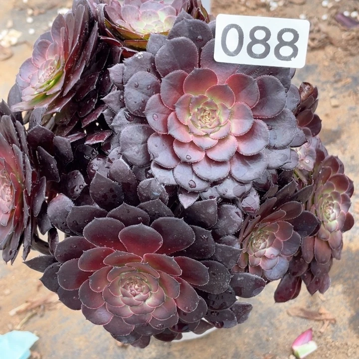 088多肉植物黑铜壶