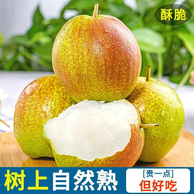 正宗山西玉露香梨现摘现发当季薄皮脆甜梨孕妇水果酥梨香梨爆汁梨